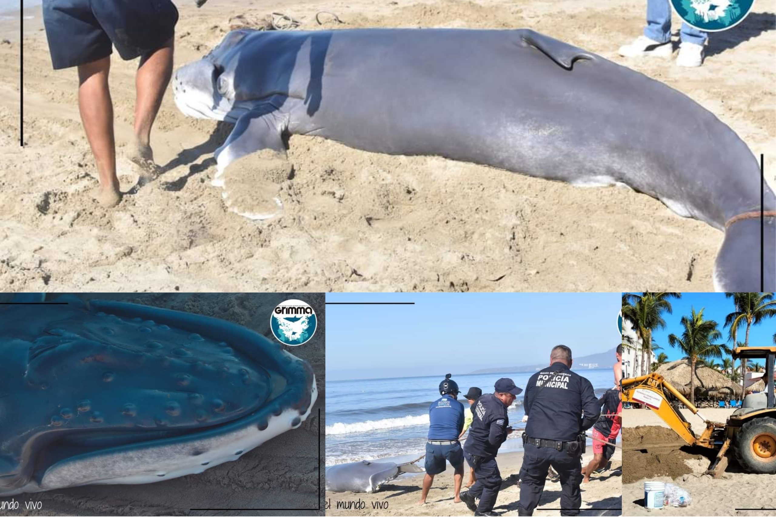 Por varamiento cría de ballena jorobada murió en playa de Nuevo Nayarit