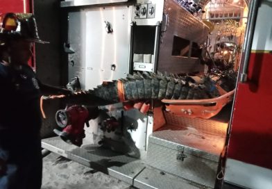 Reubican Bomberos de Nayarit a un cocodrilo en el municipio de Compostela
