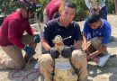 Paseaba libremente por el bulevar Riviera Nayarit a la altura de la Mega Flamingos