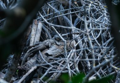 Impulsa Semadet acciones para generar conciencia sobre la relación entre seres humanos y cocodrilos en Puerto Vallarta