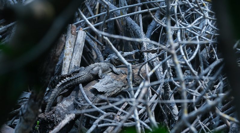 Impulsa Semadet acciones para generar conciencia sobre la relación entre seres humanos y cocodrilos en Puerto Vallarta