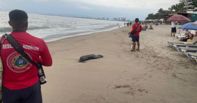 Muere lobo marino que llegó a playas de Puerto Vallarta