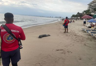 Muere lobo marino que llegó a playas de Puerto Vallarta