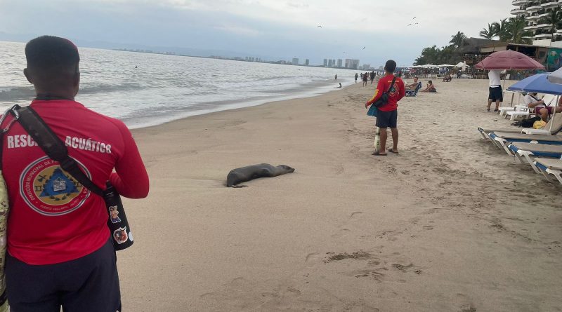 Muere lobo marino que llegó a playas de Puerto Vallarta