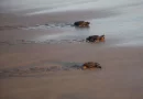 Disminuye 40% arribo de tortugas a Puerto Vallarta y Bahía de Banderas