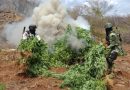 Destruyen plantío de marihuana en San Sebastián del Oeste