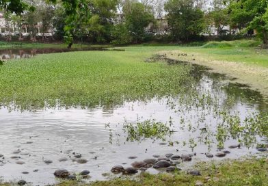 La Laguna del Coapinole comienza a recuperarse tras el estiaje