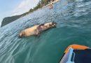 Atienden hallazgo de lobo marino sin vida y actúa bajo protocolos ambientales