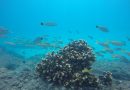 Proyecto de restauración coralina del CUCosta es reconocido entre los 500 mejores de Premios Verdes 2025