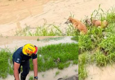 Bomberos salvan a dos perritos atrapados en un canal de Parque Las Palmas