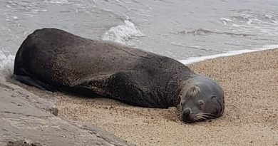 Lobo marino toma descanso en playas de Puerto Vallarta y activa protocolo ambiental