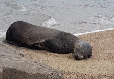 Lobo marino toma descanso en playas de Puerto Vallarta y activa protocolo ambiental