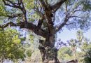 Vallarta celebrará el Día del Árbol con concurso de fotografía para menores