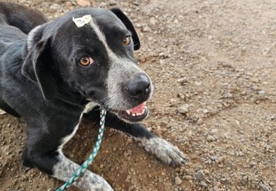 Sociedad Animal, A.C. – Hoy es el Día Mundial del Perro… pero no todos tienen algo que celebrar Sociedad Animal, A.C. – Hoy es el Día Mundial del Perro… pero no todos tienen algo que celebrar