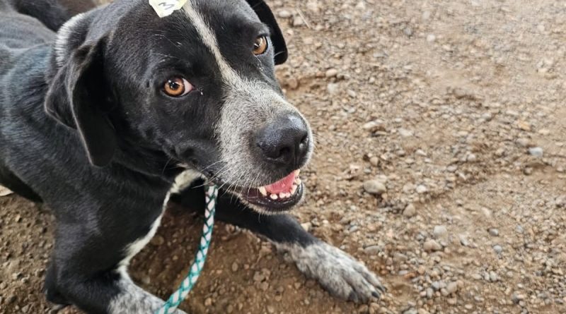 Sociedad Animal, A.C. – Hoy es el Día Mundial del Perro… pero no todos tienen algo que celebrar Sociedad Animal, A.C. – Hoy es el Día Mundial del Perro… pero no todos tienen algo que celebrar