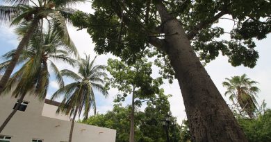 Día Mexicano del Árbol: CUCosta resalta la historia y riqueza natural de su campus