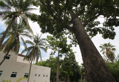 Día Mexicano del Árbol: CUCosta resalta la historia y riqueza natural de su campus