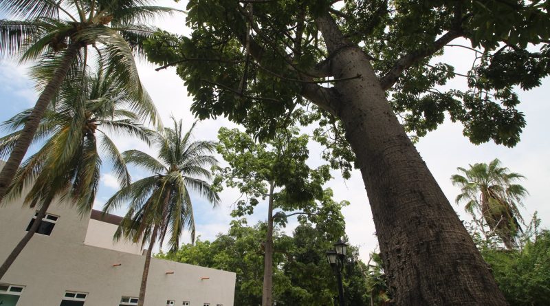 Día Mexicano del Árbol: CUCosta resalta la historia y riqueza natural de su campus