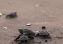 30 mil crias de tortugas liberadas en Boca de Tomates en 2025