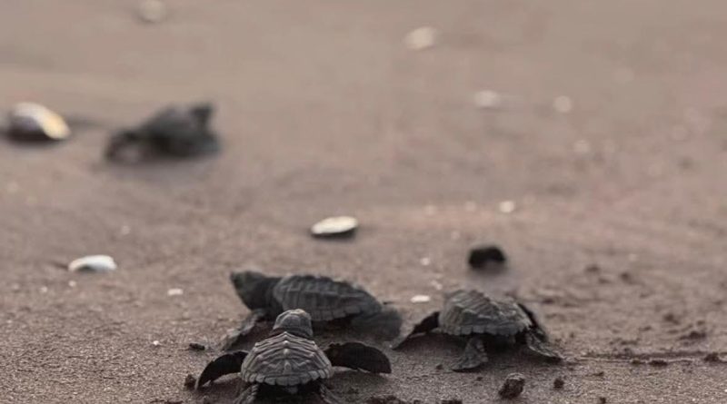 30 mil crias de tortugas liberadas en Boca de Tomates en 2025