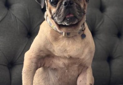 Kato encontró una familia que lo quiere y cuida