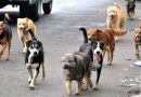 Más de 10 mil perros en situación de calle, el reto que enfrenta Puerto Vallarta en el Día Mundial del Perro