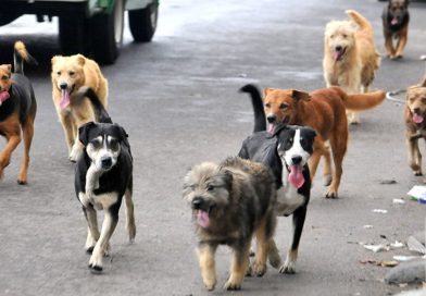 Más de 10 mil perros en situación de calle, el reto que enfrenta Puerto Vallarta en el Día Mundial del Perro