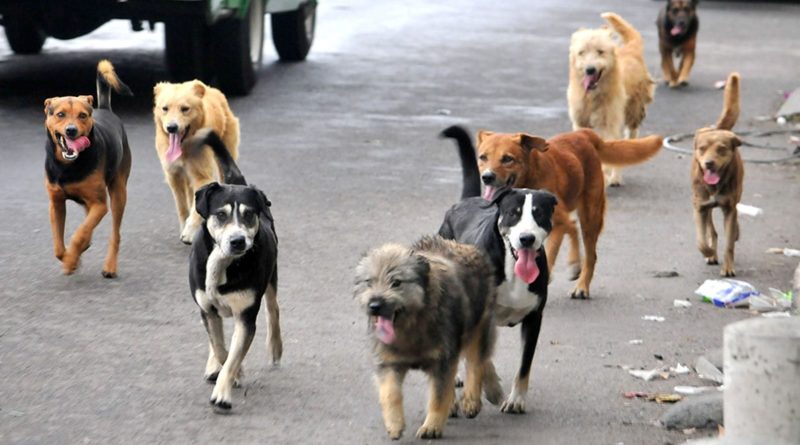 Más de 10 mil perros en situación de calle, el reto que enfrenta Puerto Vallarta en el Día Mundial del Perro