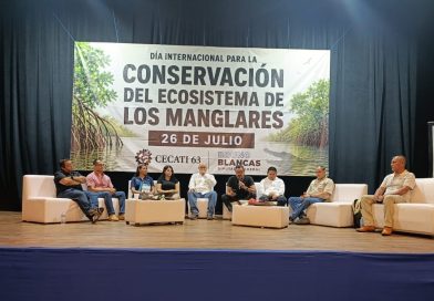 Especialistas llaman a proteger manglares,  hábitat del cocodrilo 
