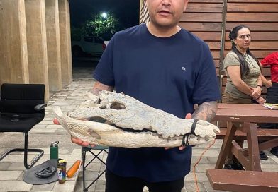 Ya viene el Festival de los Cocodrilos en el Estero el Salado  