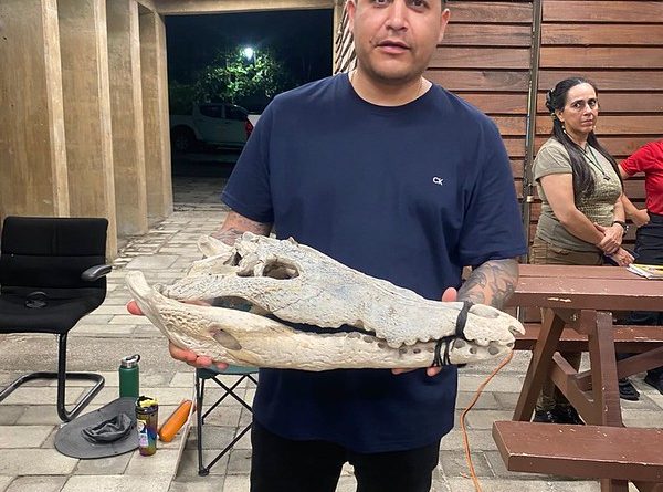 Ya viene el Festival de los Cocodrilos en el Estero el Salado  