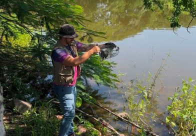Rescatan de trampas a cuatro tortugas casquito de Vallarta en la Laguna del Coapinole