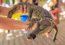 Fortalecen en Bahía de Banderas la capacitación para el manejo responsable de fauna silvestre