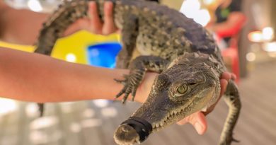 Fortalecen en Bahía de Banderas la capacitación para el manejo responsable de fauna silvestre