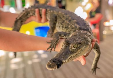 Fortalecen en Bahía de Banderas la capacitación para el manejo responsable de fauna silvestre