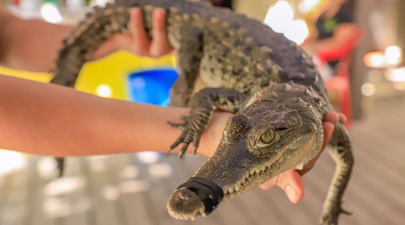 Fortalecen en Bahía de Banderas la capacitación para el manejo responsable de fauna silvestre