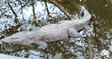 Proteger al Cocodrilo es proteger nuestros ecosistemas