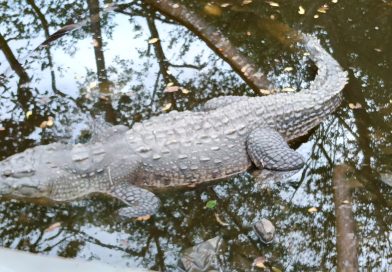 Proteger al Cocodrilo es proteger nuestros ecosistemas