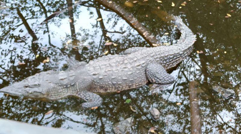 Proteger al Cocodrilo es proteger nuestros ecosistemas