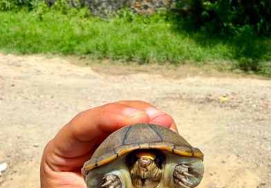 Ponen a salvo a otra tortuga casquito de Vallarta