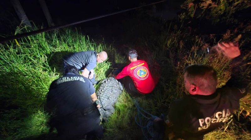 Marina Vallarta registra el avistamiento de tres cocodrilos en un mismo día