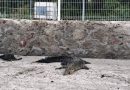 Semadet frena reubicación masiva de cocodrilos en Vallarta; se analiza cada caso Semadet frena reubicación masiva de cocodrilos en Vallarta; se analiza cada caso