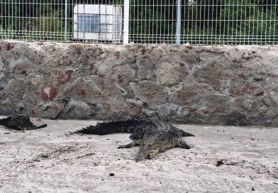 Semadet frena reubicación masiva de cocodrilos en Vallarta; se analiza cada caso Semadet frena reubicación masiva de cocodrilos en Vallarta; se analiza cada caso