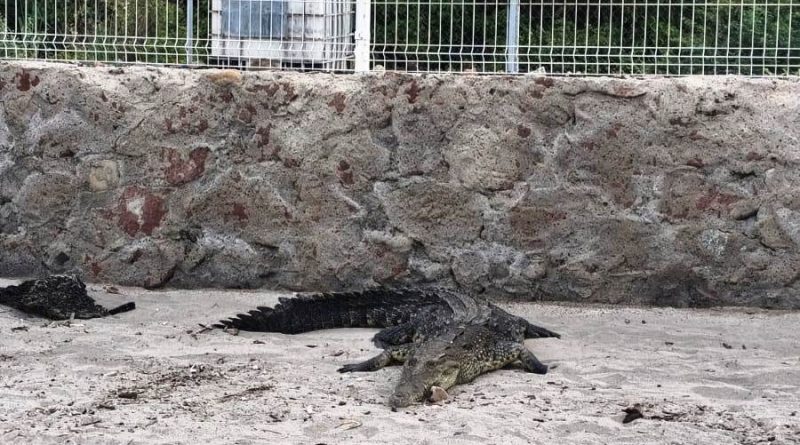 Semadet frena reubicación masiva de cocodrilos en Vallarta; se analiza cada caso Semadet frena reubicación masiva de cocodrilos en Vallarta; se analiza cada caso