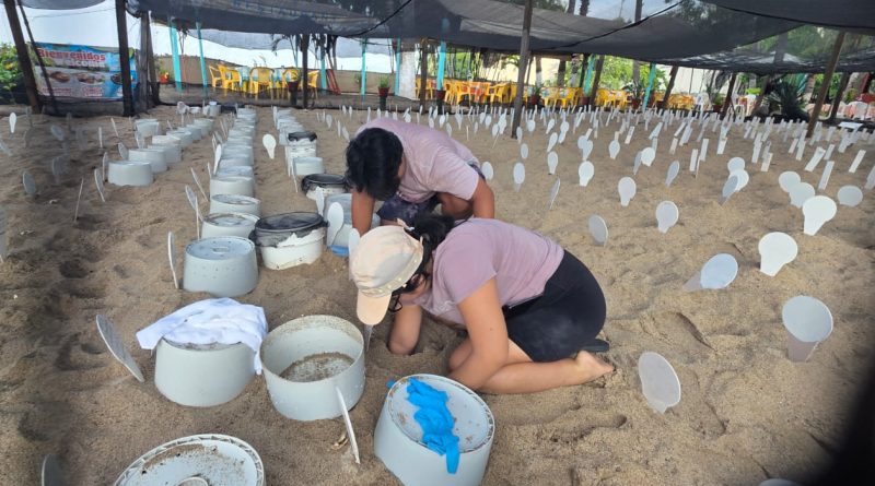 Resguardan 574 nidos de tortuga ante posibles efectos del huracán “Polo”