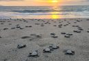 Invita Gobierno Municipal a vivir la experiencia de liberar tortugas marinas