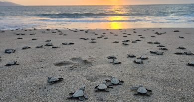 Invita Gobierno Municipal a vivir la experiencia de liberar tortugas marinas