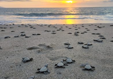 Invita Gobierno Municipal a vivir la experiencia de liberar tortugas marinas
