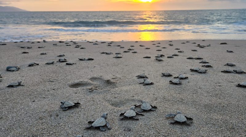 Invita Gobierno Municipal a vivir la experiencia de liberar tortugas marinas
