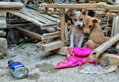 Sociedad Animal A.C.- Mudarse de casa no es motivo para abandonar a los animales